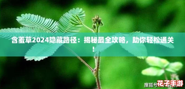 含羞草2024隐藏路径：揭秘最全攻略，助你轻松通关！