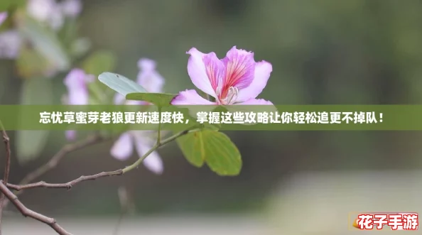 忘忧草蜜芽老狼更新速度快，掌握这些攻略让你轻松追更不掉队！