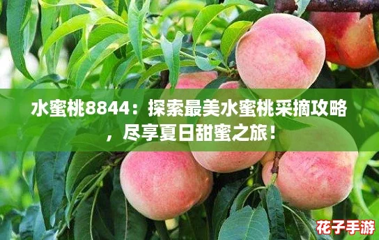 水蜜桃8844：探索最美水蜜桃采摘攻略，尽享夏日甜蜜之旅！