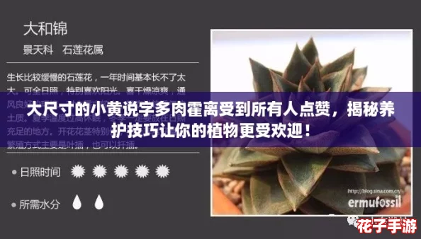 大尺寸的小黄说字多肉霍离受到所有人点赞,揭秘养护技巧让你的植物更受欢迎! 大尺寸的小黄说字多肉霍离受到所有人点赞,揭秘养护技巧让你的植物更受欢迎!