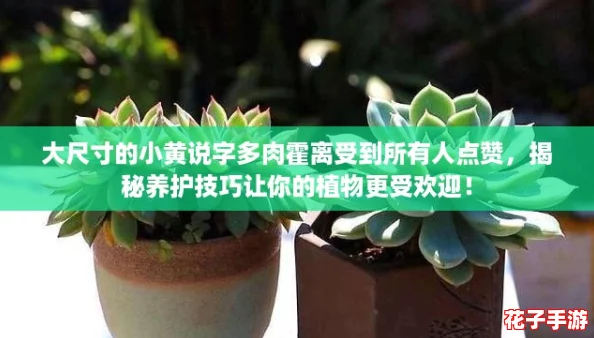 大尺寸的小黄说字多肉霍离受到所有人点赞,揭秘养护技巧让你的植物更受欢迎! 大尺寸的小黄说字多肉霍离受到所有人点赞,揭秘养护技巧让你的植物更受欢迎!