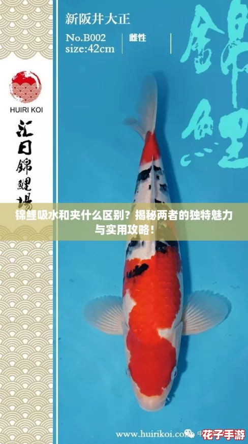 锦鲤吸水和夹什么区别?揭秘两者的独特魅力与实用攻略! 锦鲤吸水和夹什么区别?揭秘两者的独特魅力与实用攻略!