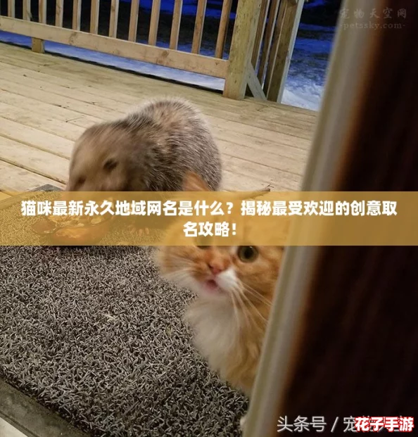 猫咪最新永久地域网名是什么?揭秘最受欢迎的创意取名攻略! 猫咪最新永久地域网名是什么?揭秘最受欢迎的创意取名攻略!