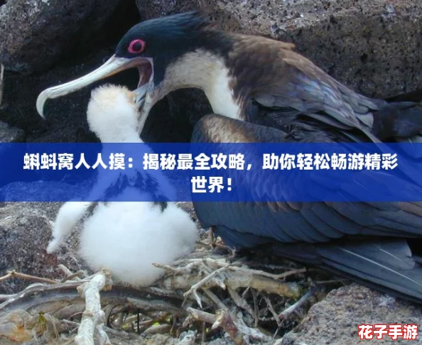 蝌蚪窝人人摸：揭秘最全攻略，助你轻松畅游精彩世界！