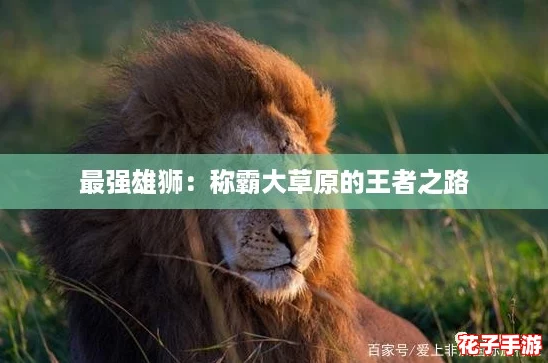 最强雄狮:称霸大草原的王者之路 最强雄狮:称霸大草原的王者之路