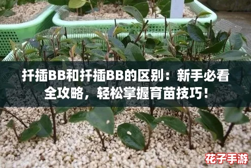 扦插BB和扦插BB的区别：新手必看全攻略，轻松掌握育苗技巧！