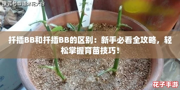 扦插BB和扦插BB的区别：新手必看全攻略，轻松掌握育苗技巧！