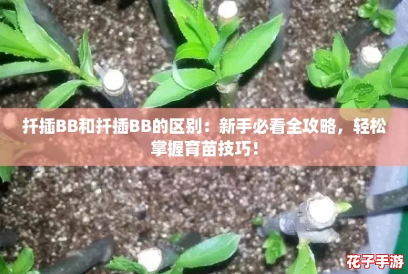 扦插BB和扦插BB的区别：新手必看全攻略，轻松掌握育苗技巧！