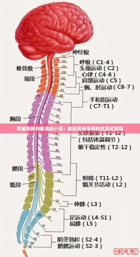 穿越到胬肉系统的小说：体验前所未有的沉浸式冒险