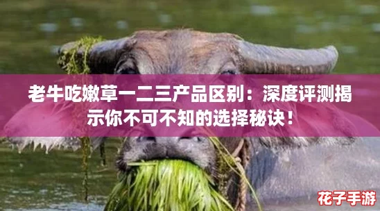 老牛吃嫩草一二三产品区别：深度评测揭示你不可不知的选择秘诀！