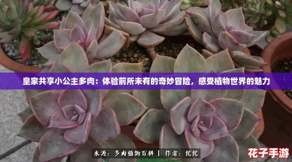 皇家共享小公主多肉：体验前所未有的奇妙冒险，感受植物世界的魅力