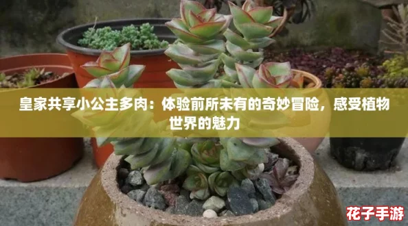 皇家共享小公主多肉:体验前所未有的奇妙冒险,感受植物世界的魅力 皇家共享小公主多肉:体验前所未有的奇妙冒险,感受植物世界的魅力
