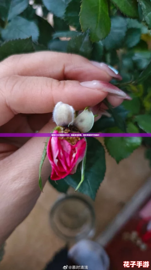 破苞ⅩXX性摘花69XX：揭秘成功攻略，轻松掌握技巧与秘诀！