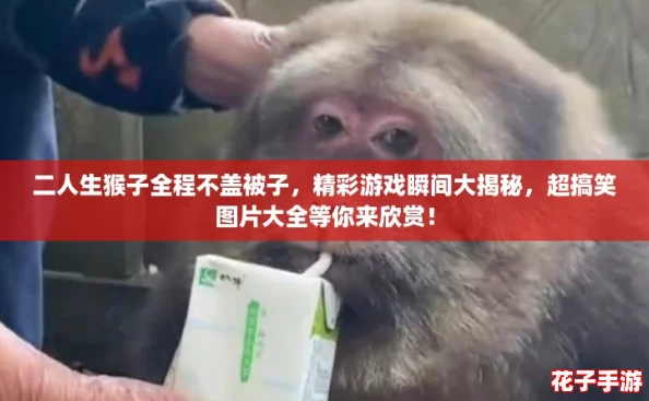二人生猴子全程不盖被子，精彩游戏瞬间大揭秘，超搞笑图片大全等你来欣赏！