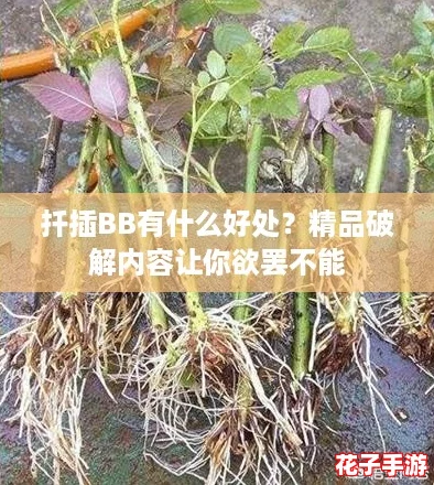 扦插BB有什么好处？精品破解内容让你欲罢不能
