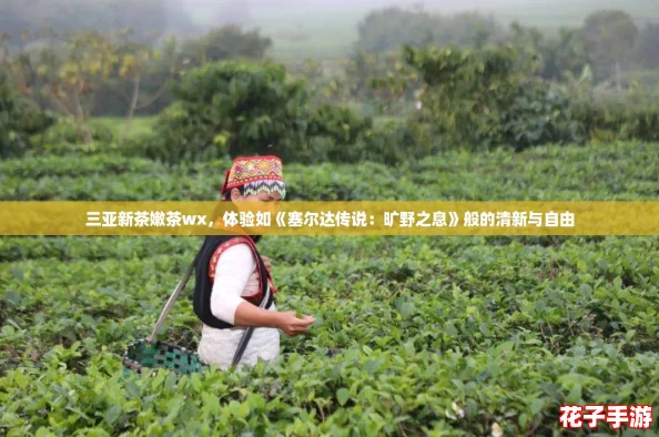 三亚新茶嫩茶wx,体验如《塞尔达传说:旷野之息》般的清新与自由 三亚新茶嫩茶wx,体验如《塞尔达传说:旷野之息》般的清新与自由