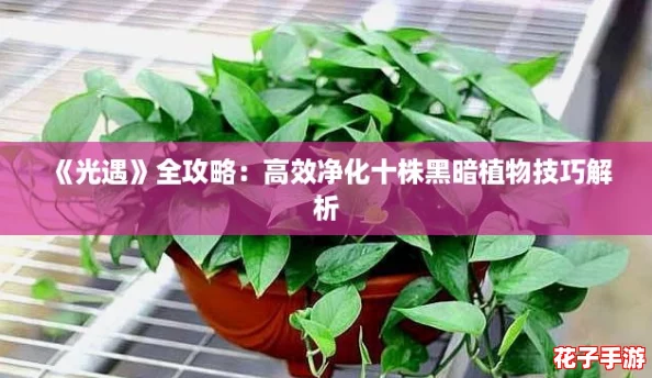 《光遇》全攻略：高效净化十株黑暗植物技巧解析