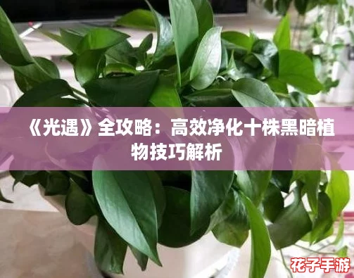 《光遇》全攻略:高效净化十株黑暗植物技巧解析 《光遇》全攻略:高效净化十株黑暗植物技巧解析