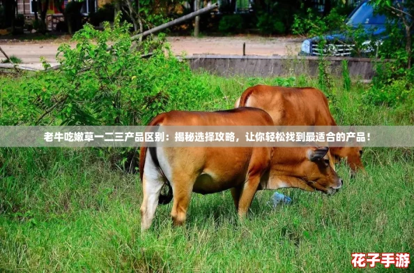 老牛吃嫩草一二三产品区别:揭秘选择攻略,让你轻松找到最适合的产品! 老牛吃嫩草一二三产品区别:揭秘选择攻略,让你轻松找到最适合的产品!