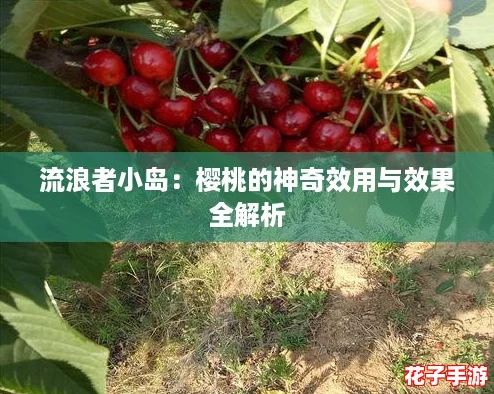 流浪者小岛：樱桃的神奇效用与效果全解析
