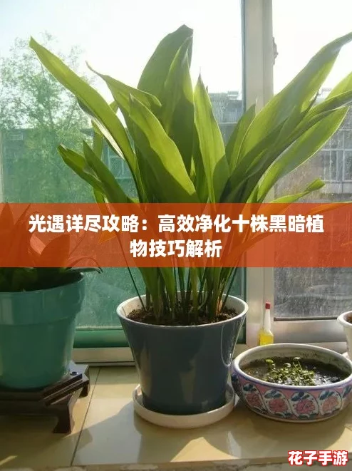 光遇详尽攻略：高效净化十株黑暗植物技巧解析