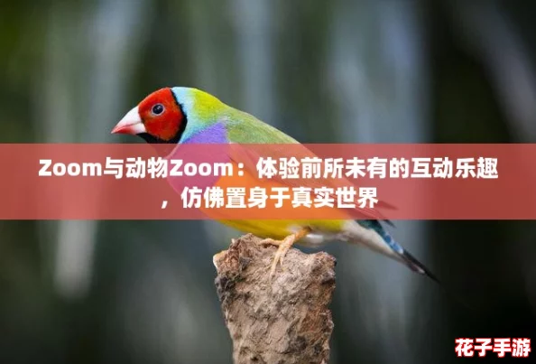Zoom与动物Zoom:体验前所未有的互动乐趣,仿佛置身于真实世界 Zoom与动物Zoom:体验前所未有的互动乐趣,仿佛置身于真实世界