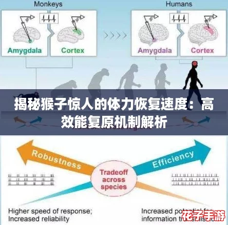 揭秘猴子惊人的体力恢复速度：高效能复原机制解析