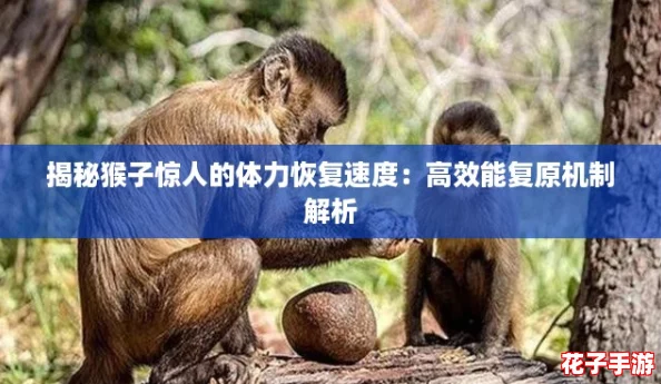 揭秘猴子惊人的体力恢复速度:高效能复原机制解析 揭秘猴子惊人的体力恢复速度:高效能复原机制解析