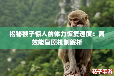 揭秘猴子惊人的体力恢复速度:高效能复原机制解析 揭秘猴子惊人的体力恢复速度:高效能复原机制解析