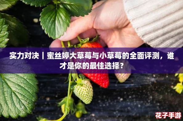 实力对决｜蜜丝婷大草莓与小草莓的全面评测，谁才是你的最佳选择？