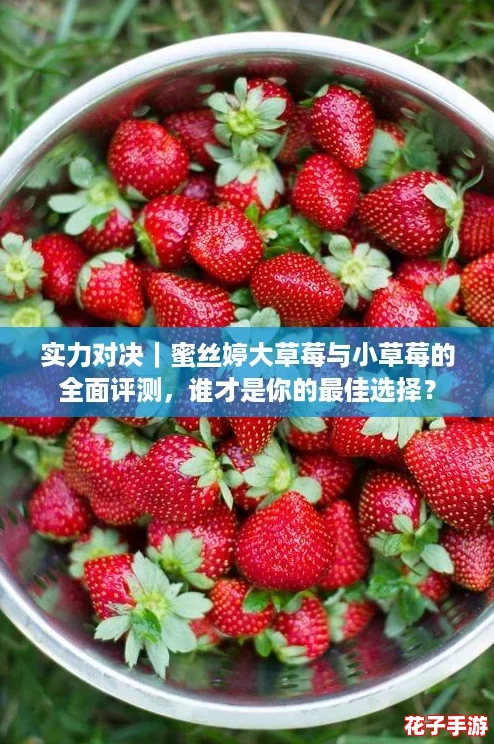 实力对决|蜜丝婷大草莓与小草莓的全面评测,谁才是你的最佳选择? 实力对决|蜜丝婷大草莓与小草莓的全面评测,谁才是你的最佳选择?