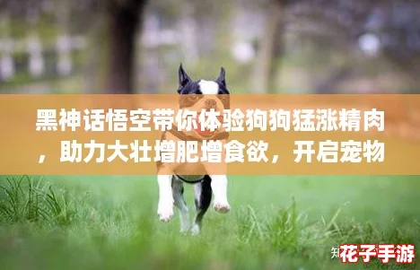 黑神话悟空带你体验狗狗猛涨精肉，助力大壮增肥增食欲，开启宠物新纪元！