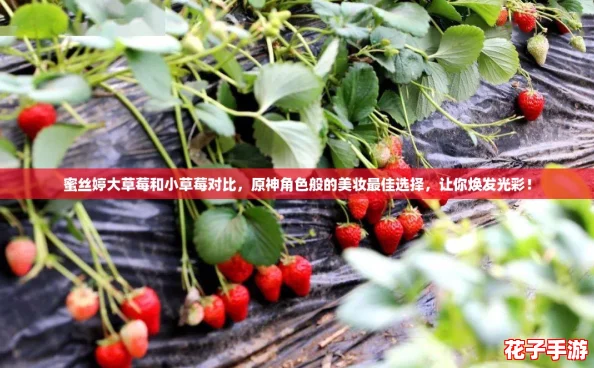 蜜丝婷大草莓和小草莓对比，原神角色般的美妆最佳选择，让你焕发光彩！