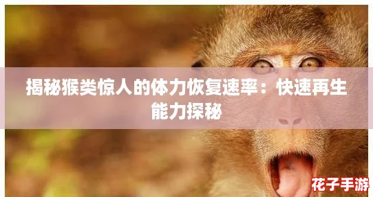 揭秘猴类惊人的体力恢复速率：快速再生能力探秘