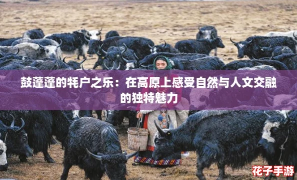 鼓蓬蓬的牦户之乐：在高原上感受自然与人文交融的独特魅力
