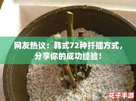网友热议：韩式72种扦插方式，分享你的成功经验！