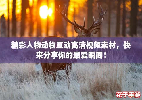 精彩人物动物互动高清视频素材，快来分享你的最爱瞬间！