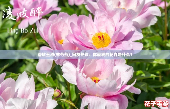 香软玉滑(林芍药)_网友热议：你最爱的花卉是什么？