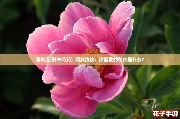 香软玉滑(林芍药)_网友热议:你最爱的花卉是什么? 香软玉滑(林芍药)_网友热议:你最爱的花卉是什么?