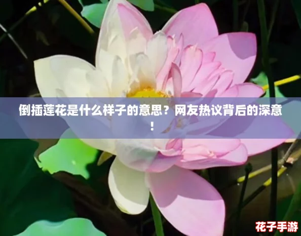 倒插莲花是什么样子的意思？网友热议背后的深意！