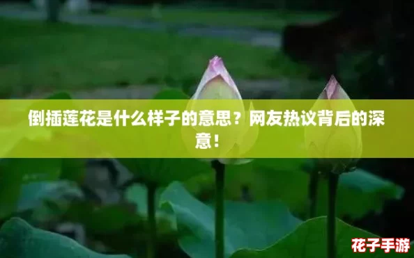 倒插莲花是什么样子的意思?网友热议背后的深意! 倒插莲花是什么样子的意思?网友热议背后的深意!