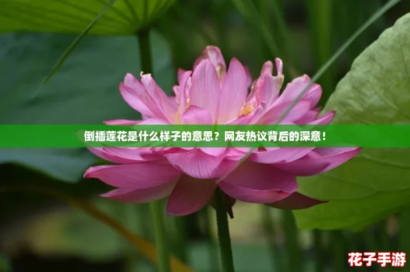 倒插莲花是什么样子的意思?网友热议背后的深意! 倒插莲花是什么样子的意思?网友热议背后的深意!