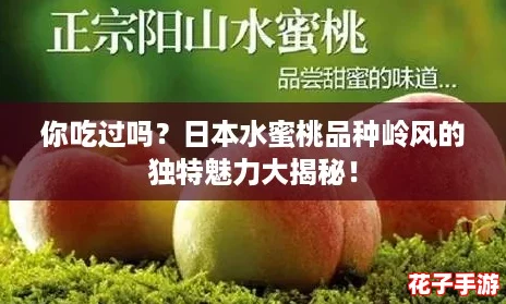 你吃过吗?日本水蜜桃品种岭风的独特魅力大揭秘! 你吃过吗?日本水蜜桃品种岭风的独特魅力大揭秘!