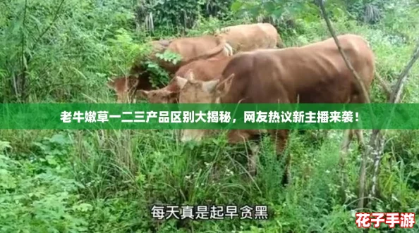 老牛嫩草一二三产品区别大揭秘,网友热议新主播来袭! 老牛嫩草一二三产品区别大揭秘,网友热议新主播来袭!