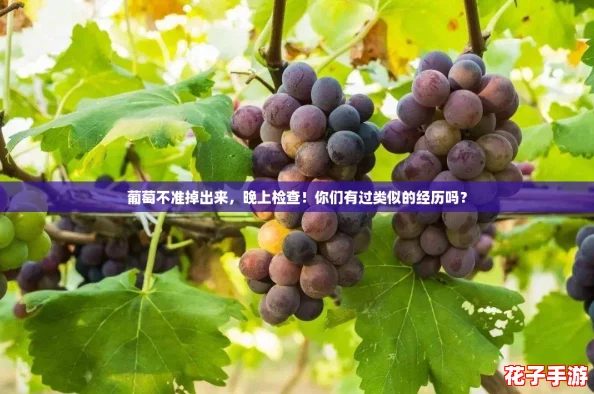 葡萄不准掉出来，晚上检查！你们有过类似的经历吗？