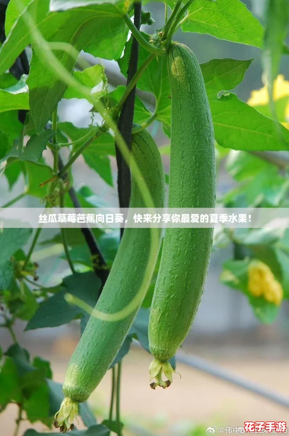 丝瓜草莓芭蕉向日葵，快来分享你最爱的夏季水果！