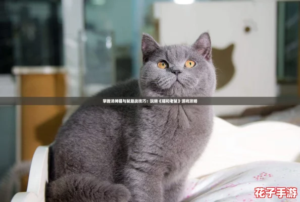 掌握汤姆猫与鼠趣战技巧：玩转《猫和老鼠》游戏攻略