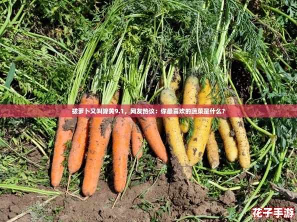 拔萝卜又叫降黄9.1，网友热议：你最喜欢的蔬菜是什么？
