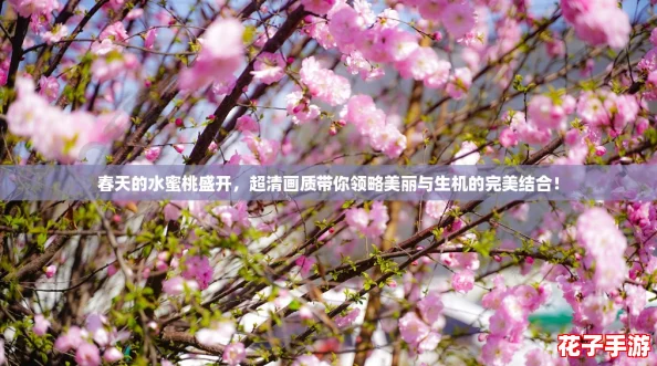 春天的水蜜桃盛开，超清画质带你领略美丽与生机的完美结合！
