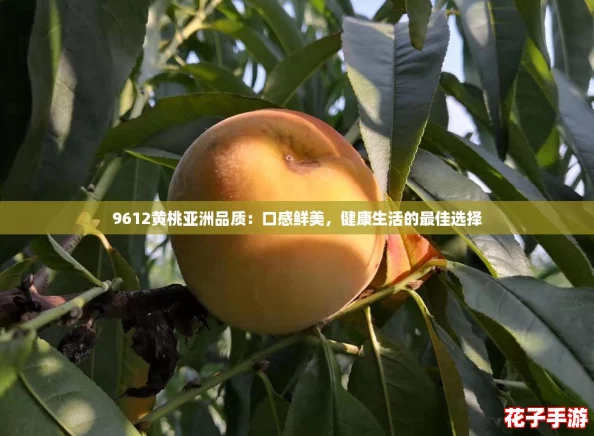 9612黄桃亚洲品质：口感鲜美，健康生活的最佳选择
